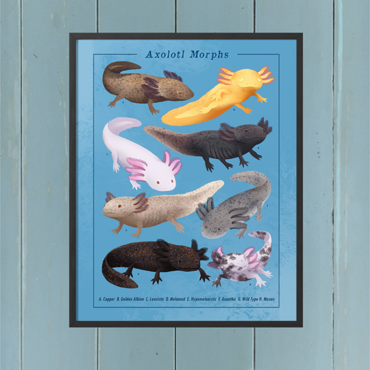 Axolotl Morphs || Field Guide Art Print