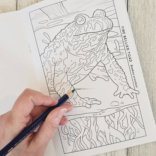 Reptile & Amphibian Coloring Book