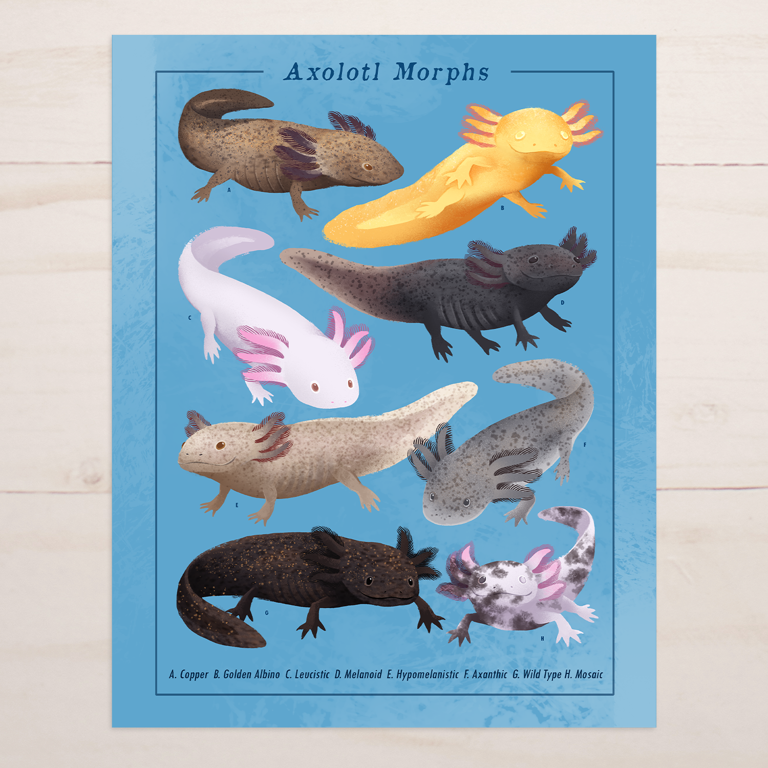 Axolotl Morphs || Field Guide Art Print