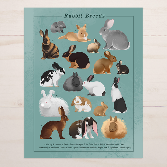 Rabbit Breeds || Cottage Farm Bunny Art Print