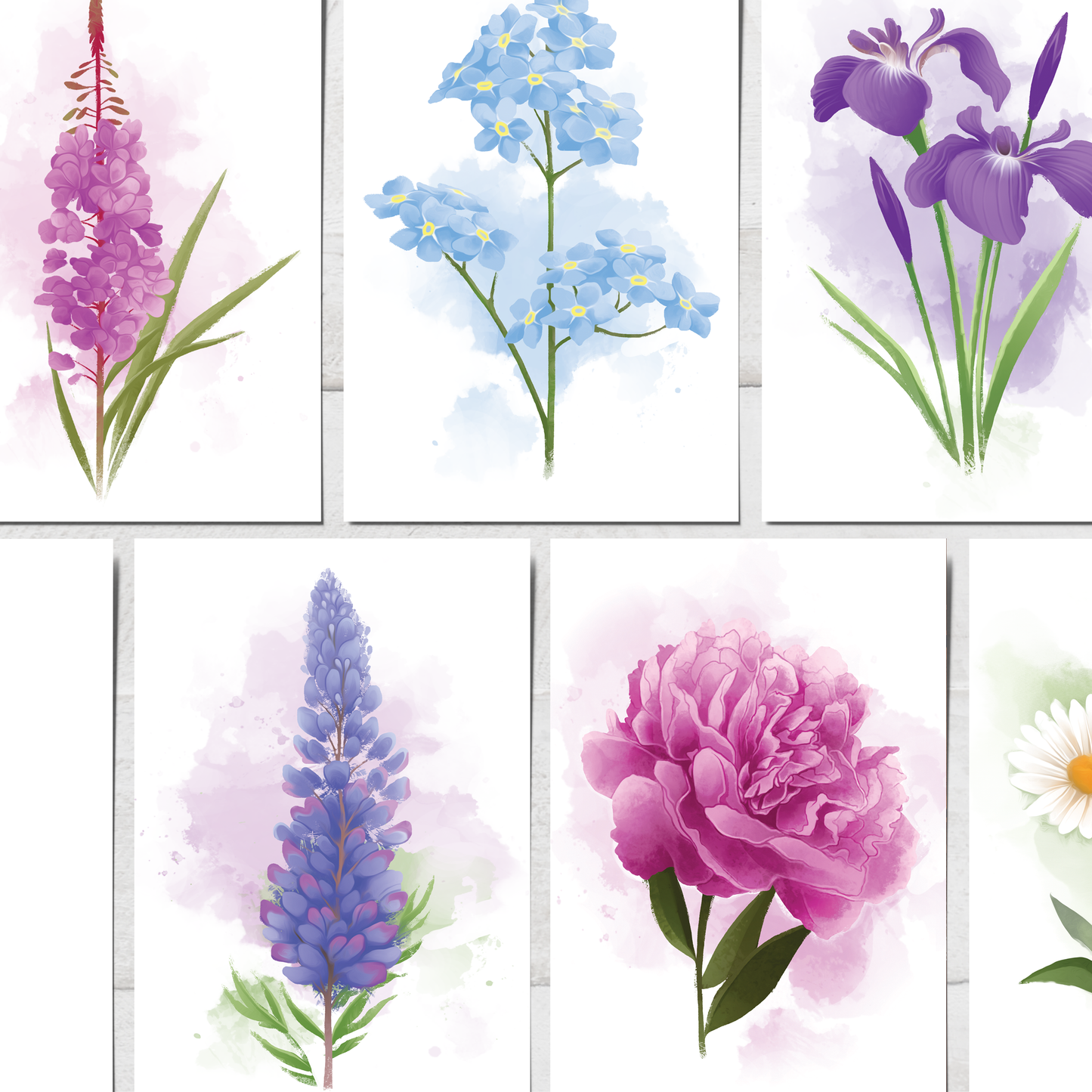 Forget Me Not Postcard || 4x6 Floral Alaska Art