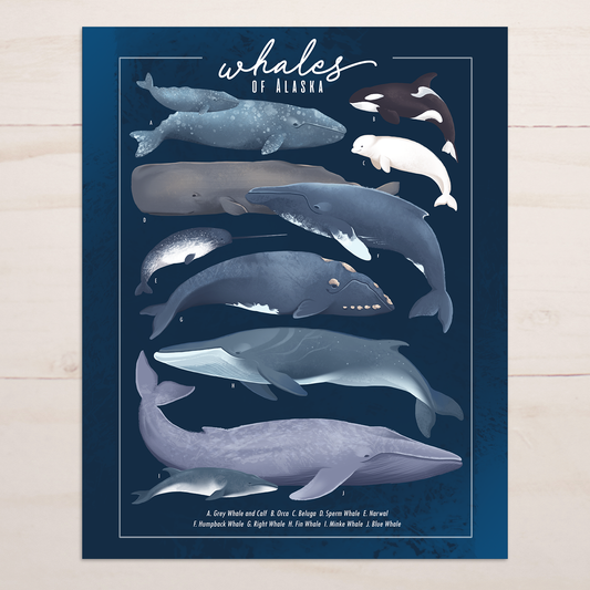 Whales of Alaska || Coastal Field Guide Art Print