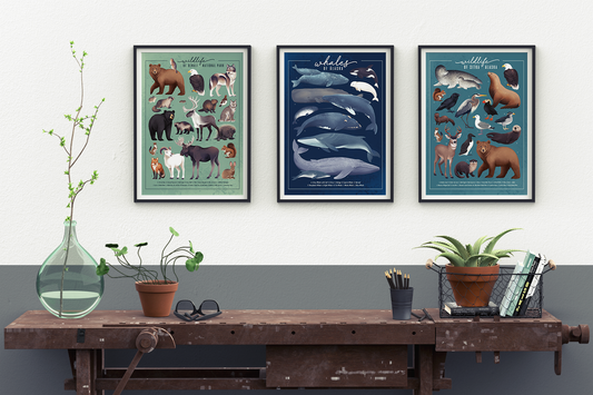 Whales of Alaska || Coastal Field Guide Art Print