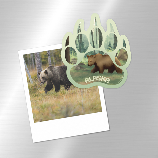 Alaska Grizzly Bear Paw Magnet