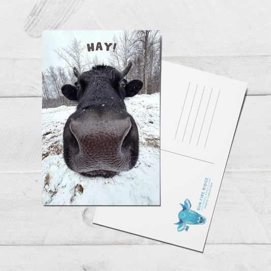 Silly Cow Photo Postcard || 4x6 Sun Fire Ridge