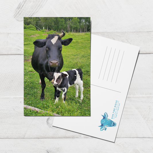 Mama and Baby Cow Postcard || 4x6 Sun Fire Ridge