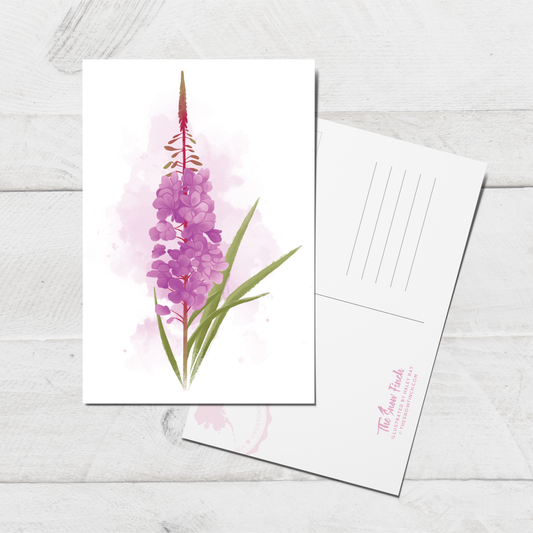 Fireweed Postcard || 4x6 Floral Botanical Alaska Art