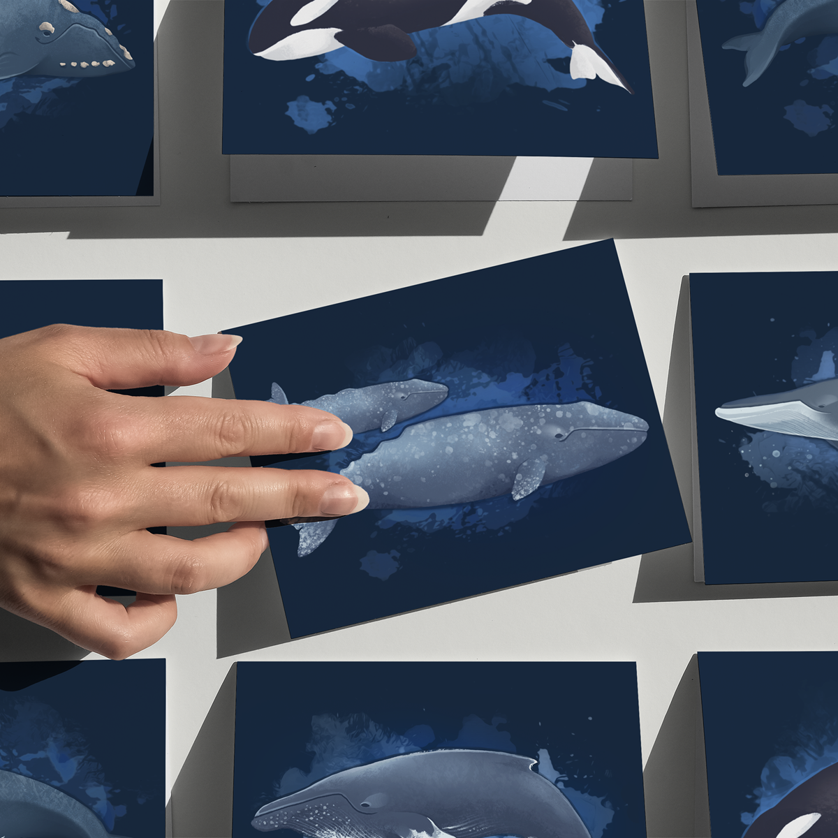 Whales of Alaska Greeting Card Box Set || Alaska Stationery