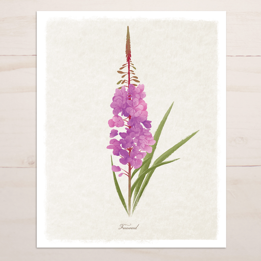 Fireweed Floral || Botanical Fine Art Print