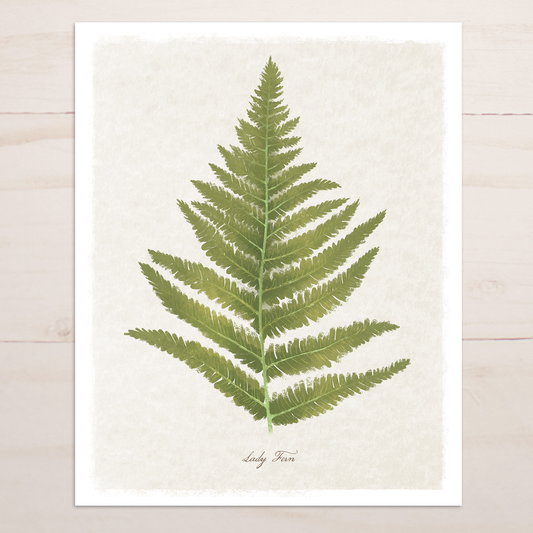 Lady Fern Floral || Botanical Fine Art Print