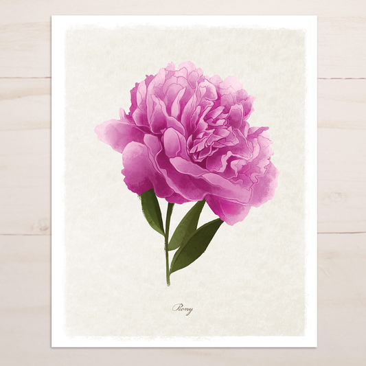 Pink Peony Floral || Botanical Fine Art Print