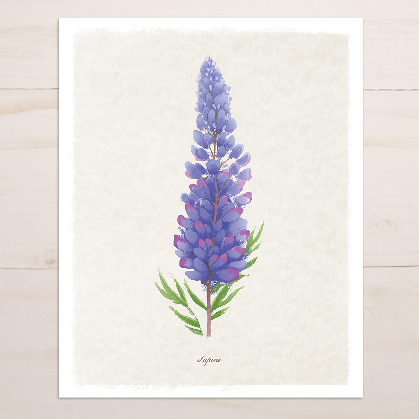 Lupine Floral || Botanical Fine Art Print