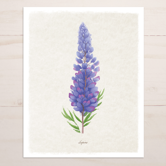 Lupine Floral || Botanical Fine Art Print