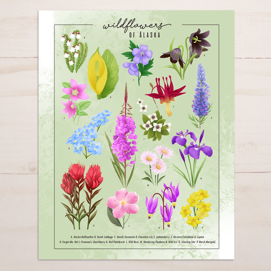Wildflowers of Alaska || Floral Field Guide Art Print