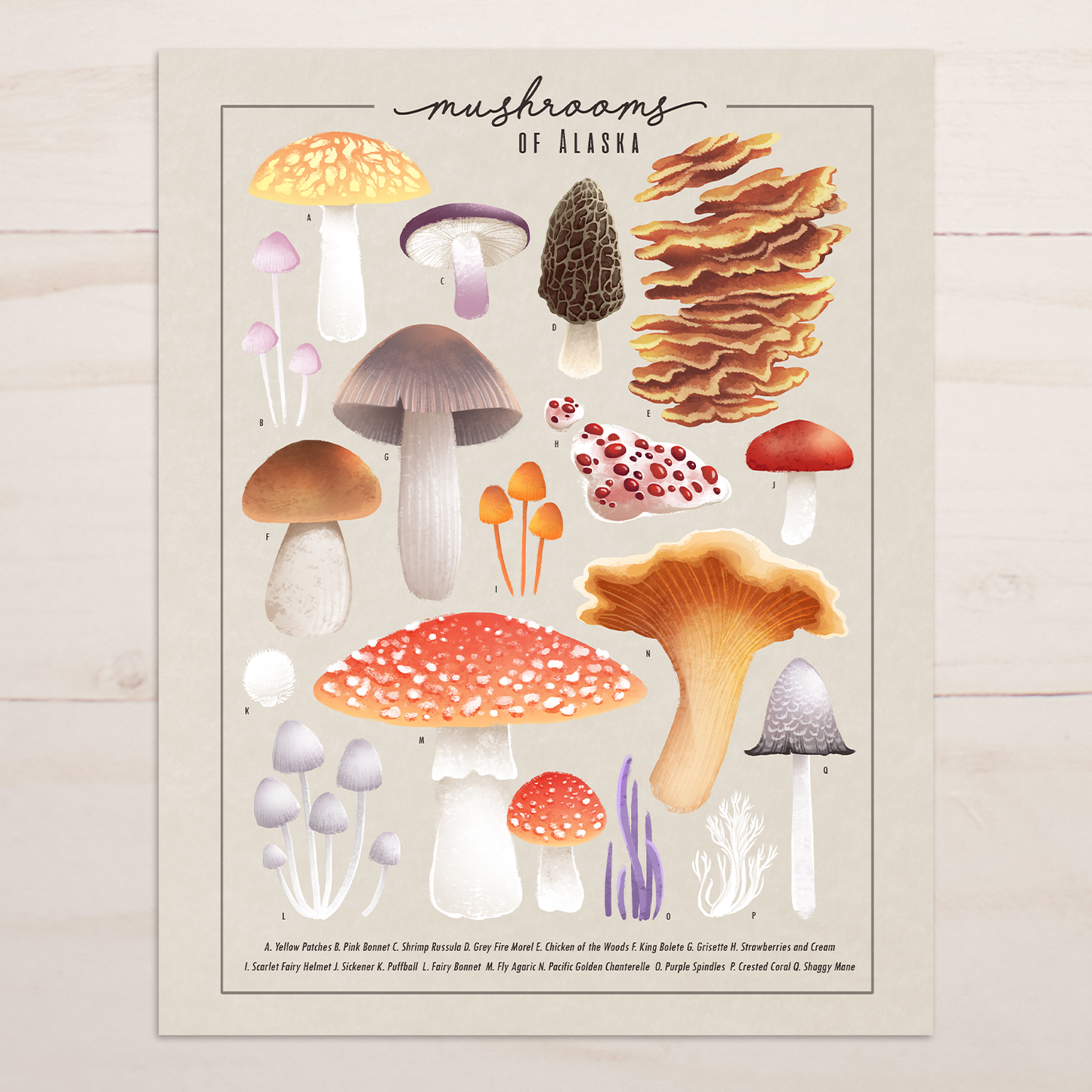 Mushrooms of Alaska || Field Guide Art Print