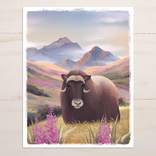 Musk Ox Fireweed Meadow || Alaska Wildlife Art Print