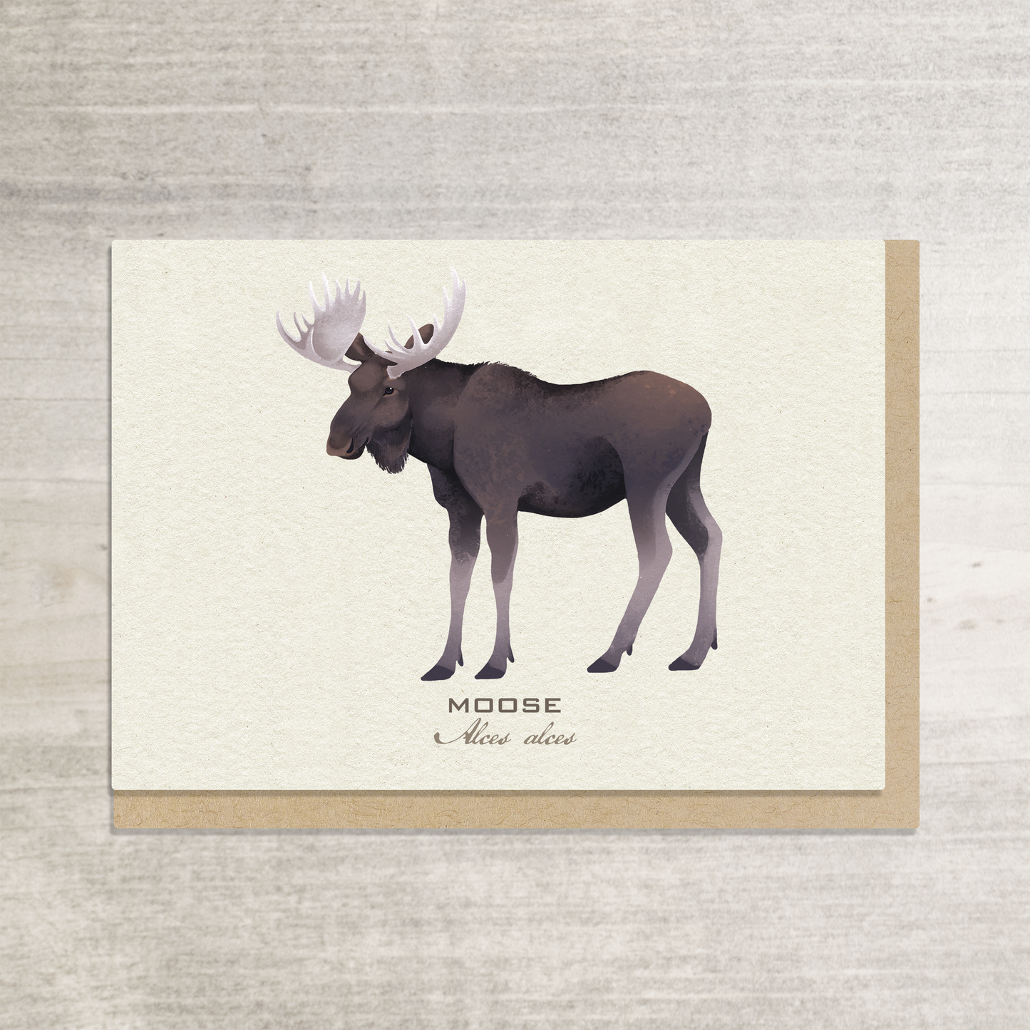 Alaska Wildlife Greeting Card Box Set || Alaska Stationery Collection || A6