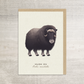 Musk Ox Greeting Card || A6