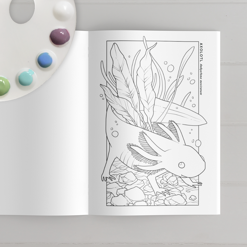 Reptile & Amphibian Coloring Book