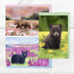 Wildflower Bears Postcard Set || Alaska Illustration