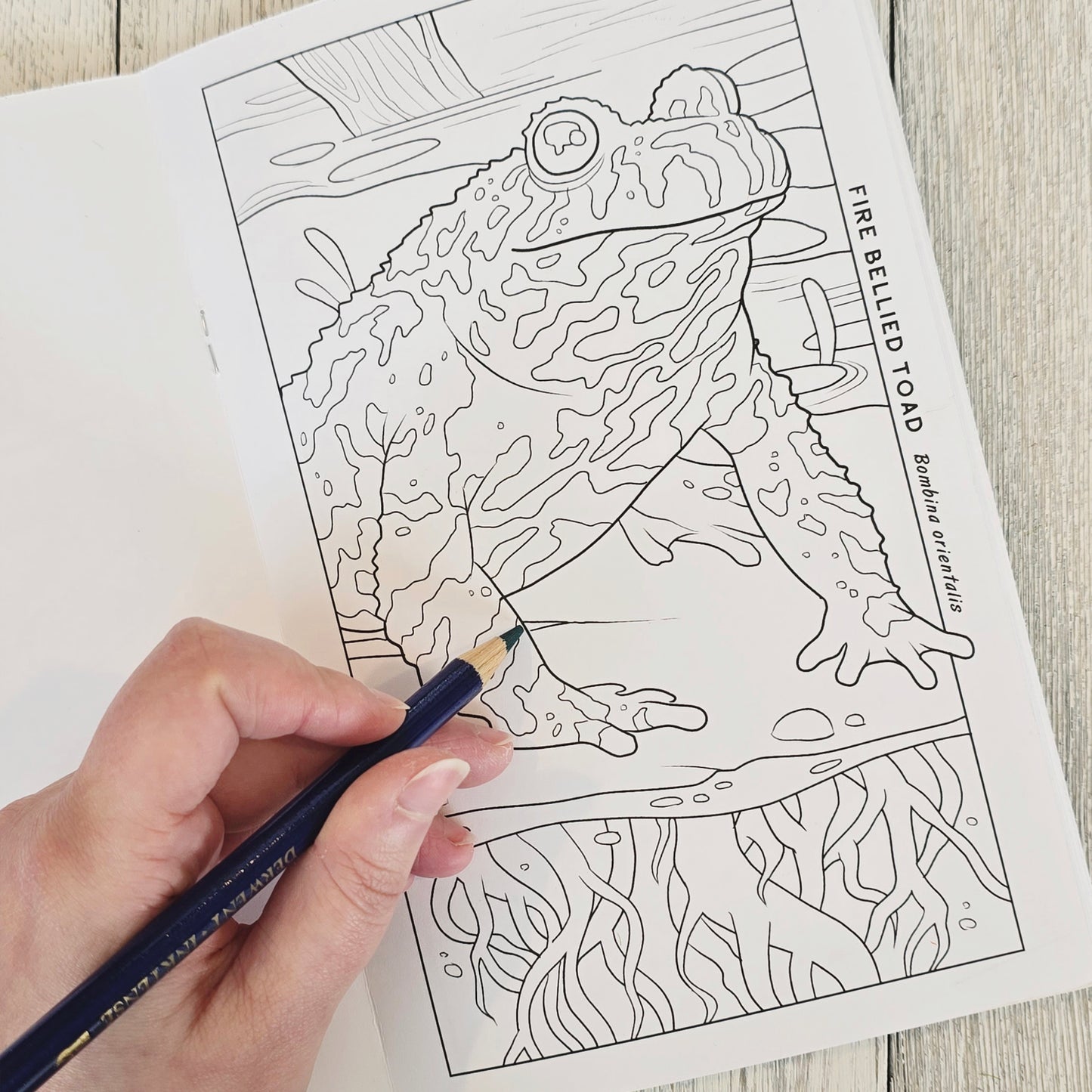 Reptile & Amphibian Coloring Book