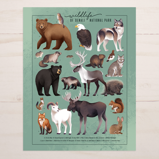 Wildlife of Denali National Park || Alaska Field Guide Art Print
