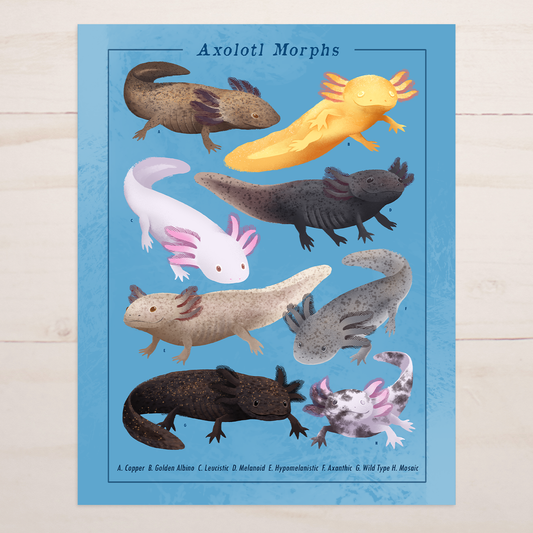 Axolotl Morphs Art Print