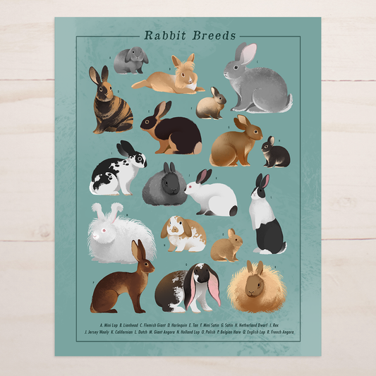 Rabbit Breeds Art Print