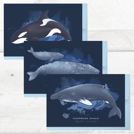 Whale Postcard Set || Alaska Illustrations