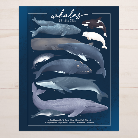 Whales of Alaska Art Print