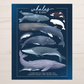 Whales of Alaska Art Print