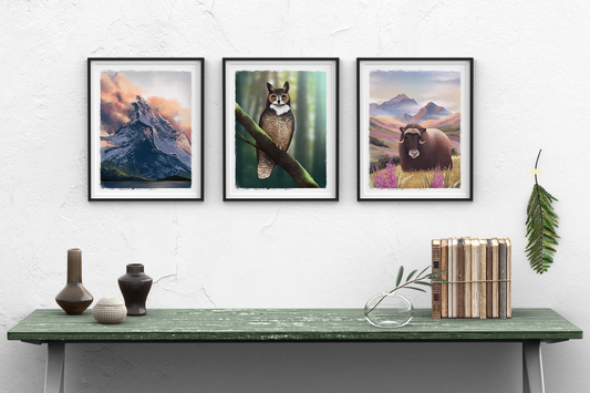 Musk Ox Fireweed Meadow || Alaska Wildlife Art Print