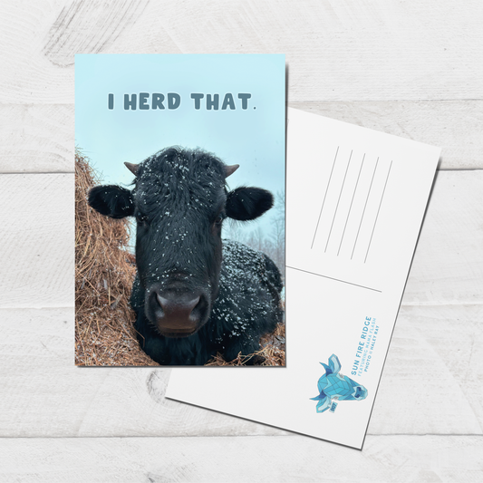 "I Herd That" Cheeky Cow Postcard || 4x6 Sun Fire Ridge