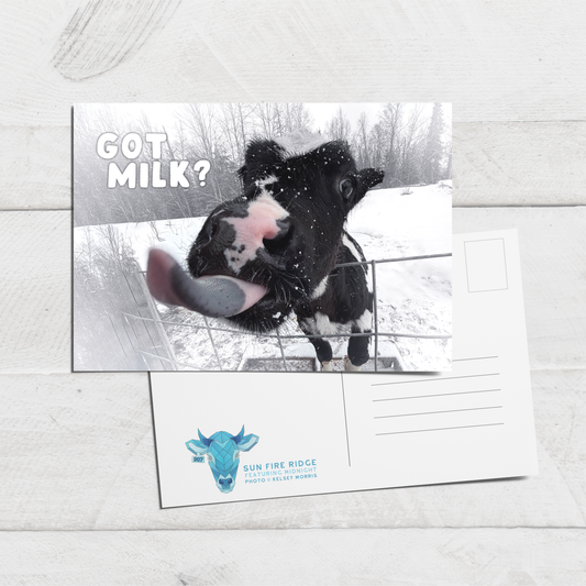 "Got Milk" Baby Cow Postcard || 4x6 Sun Fire Ridge