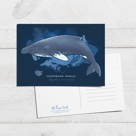 Humpback Whale Postcard || 4x6 Coastal Animal Art