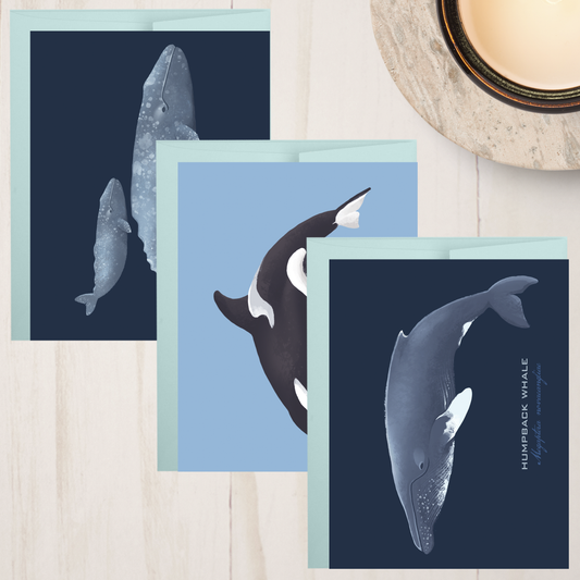 Whale Postcard Set || Alaska Illustrations