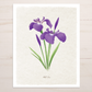 Wild Iris Botanical Print