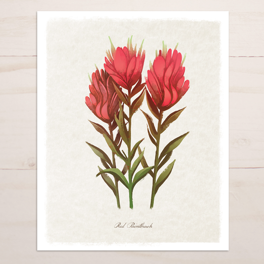 Red Paintbrush Botanical Print